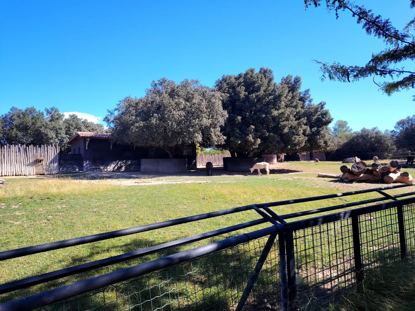 South American Tapir, Capybara & Alpaca Exhibit