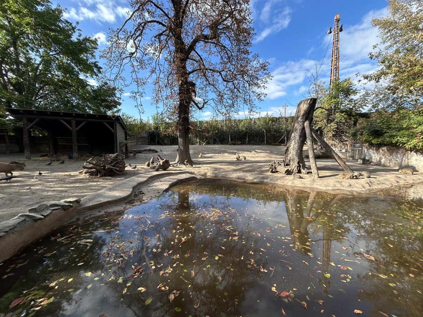 South American Tapir, Capybara & Mara Exhibit