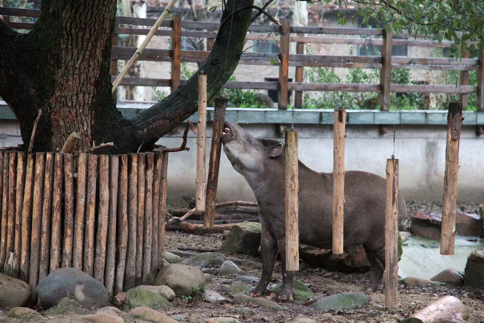 South American tapir chewing the bark of hanging sticks