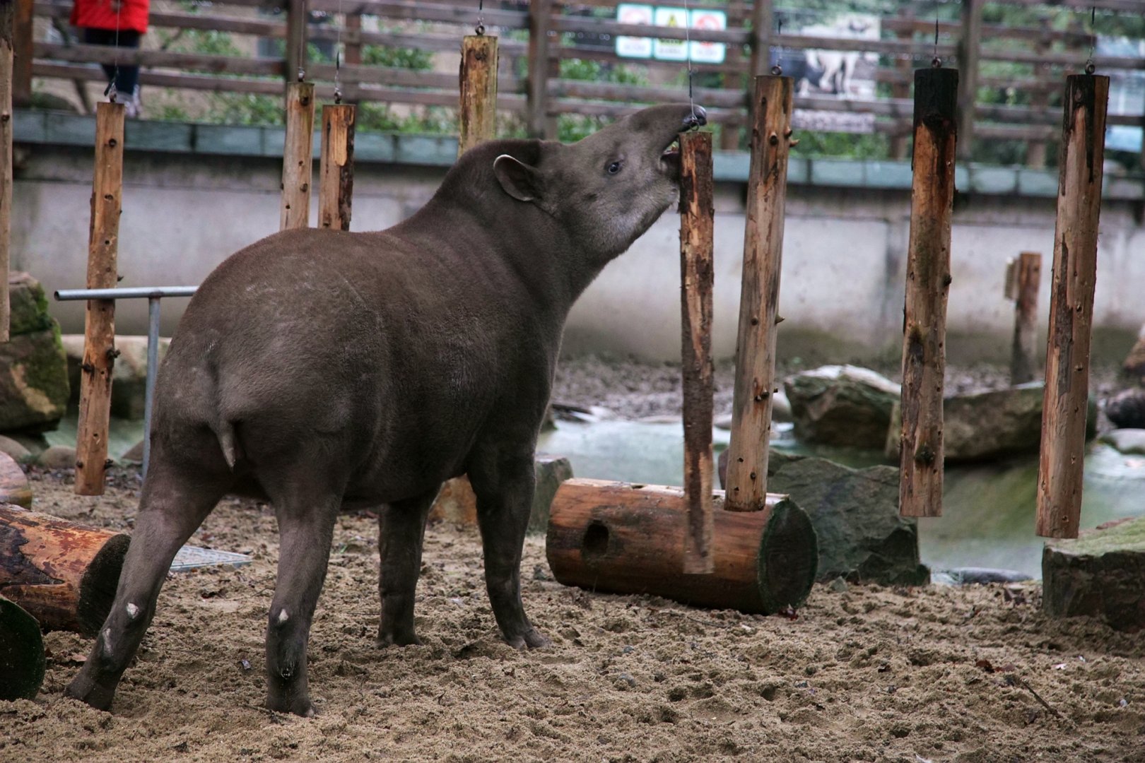 South American tapir chewing the hanging sticks