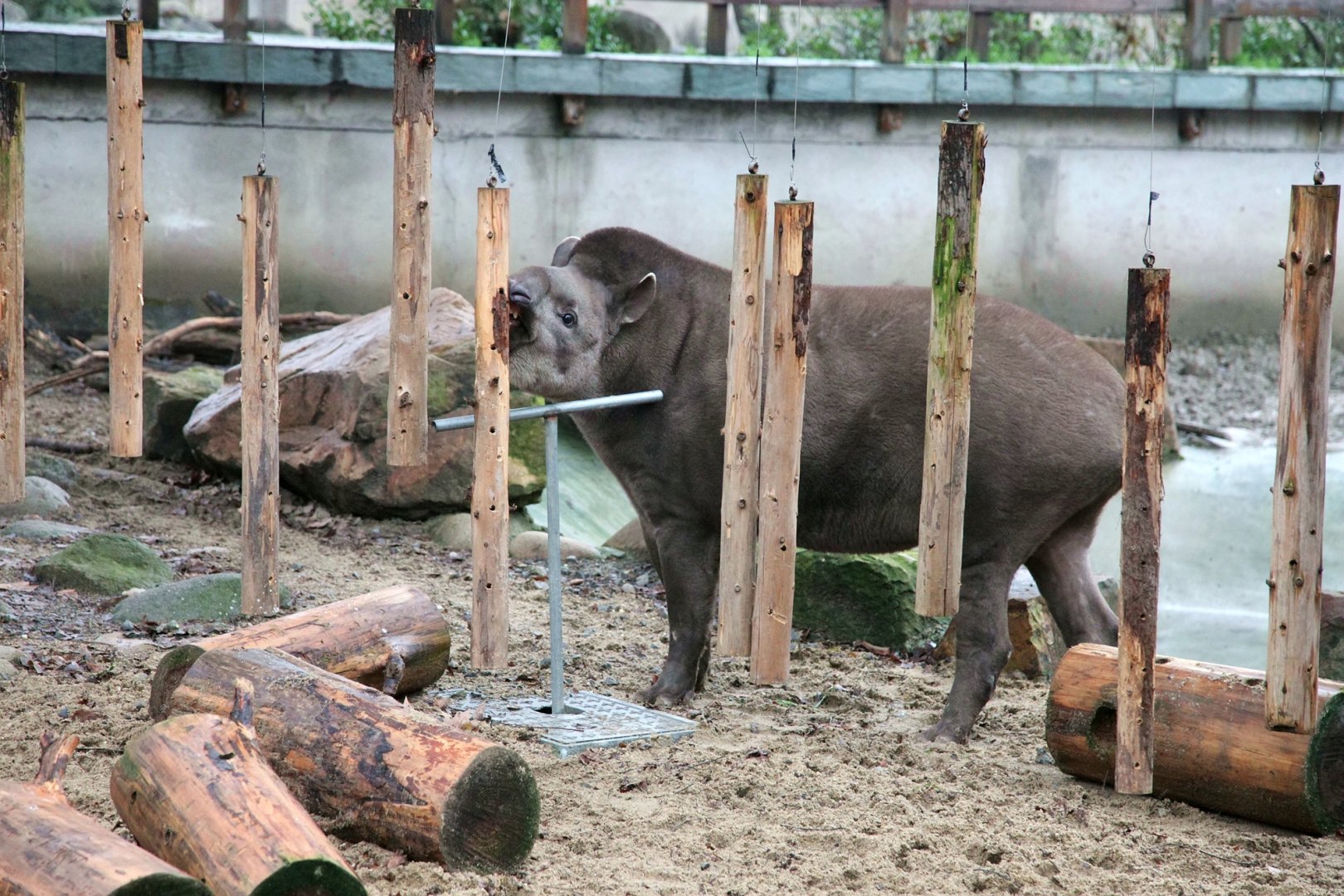 South American tapir chewing the hanging sticks
