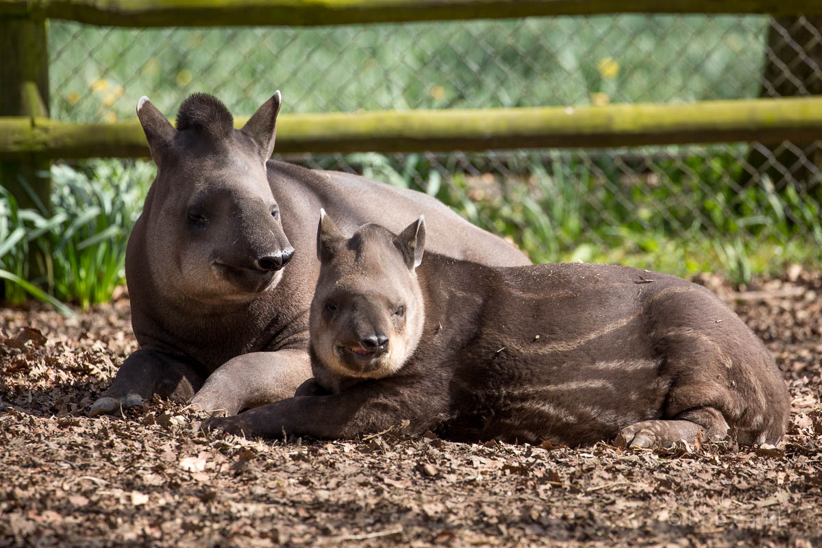 South American tapir : Cotswold WP : 12 Apr 2015