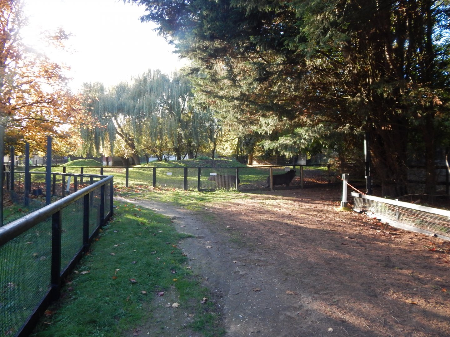 South American tapir enclosure 011125