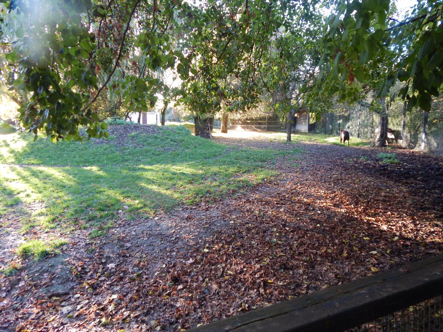 South American tapir enclosure 011125