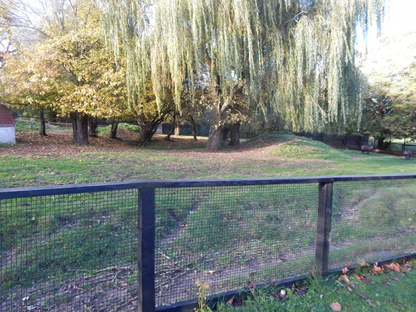 South American tapir enclosure 011125