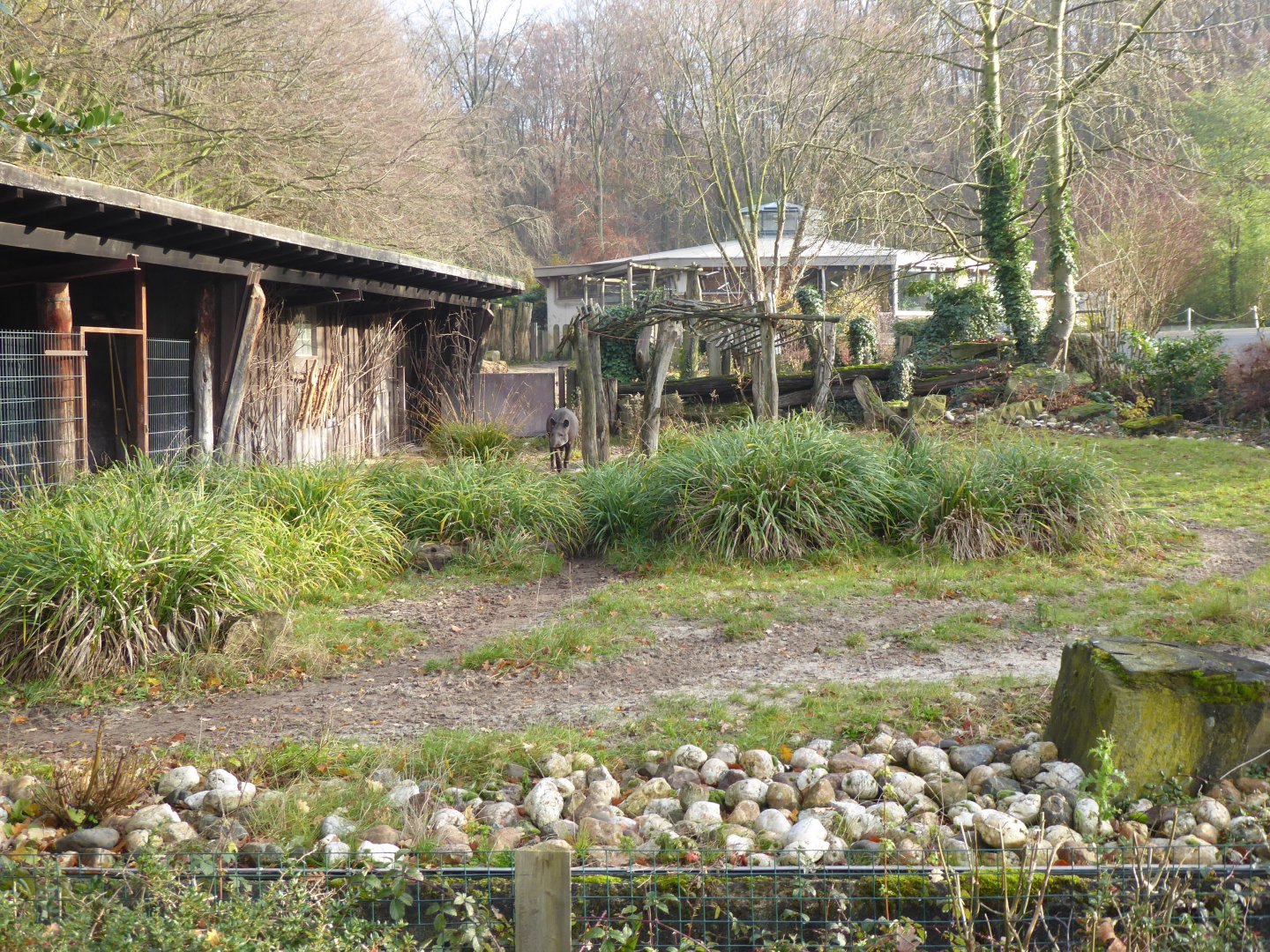 South American tapir enclosure 021219