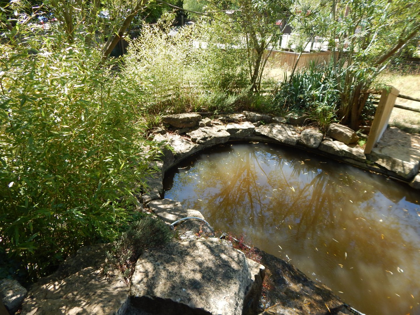 South American tapir enclosure 100722