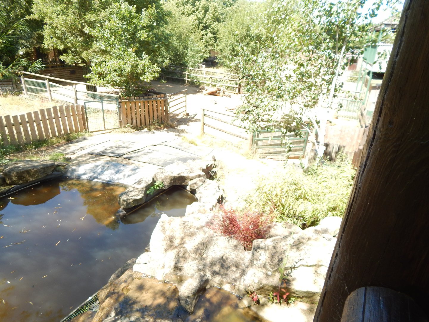 South American tapir enclosure 100722