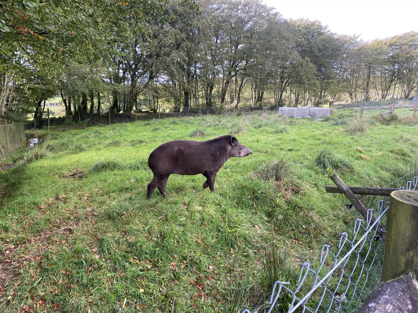 South American tapir enclosure 141023