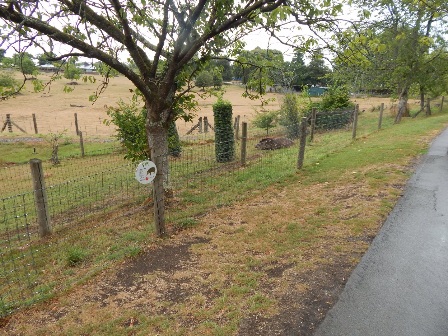 South American tapir enclosure 150725