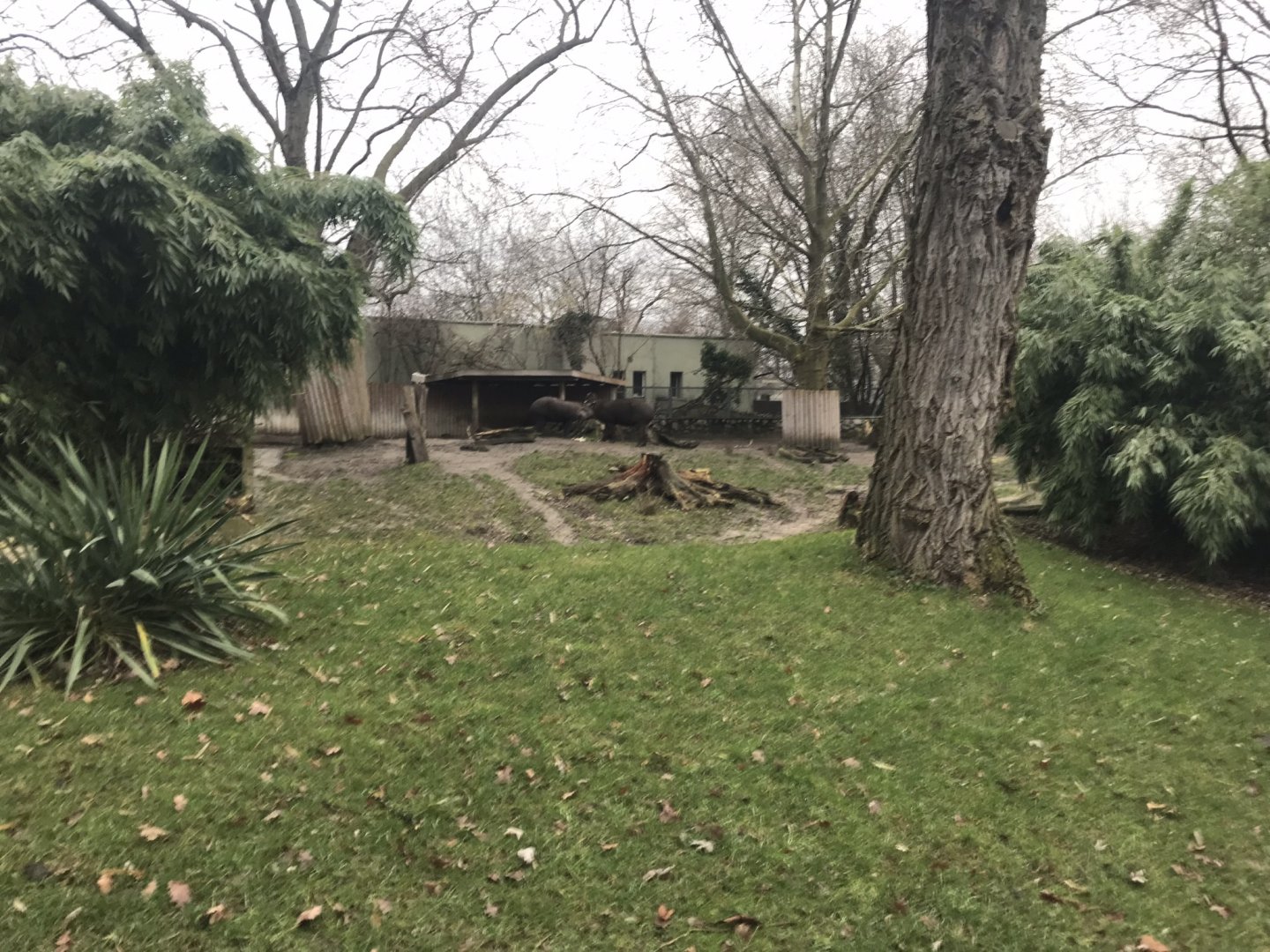 South American tapir enclosure 290118