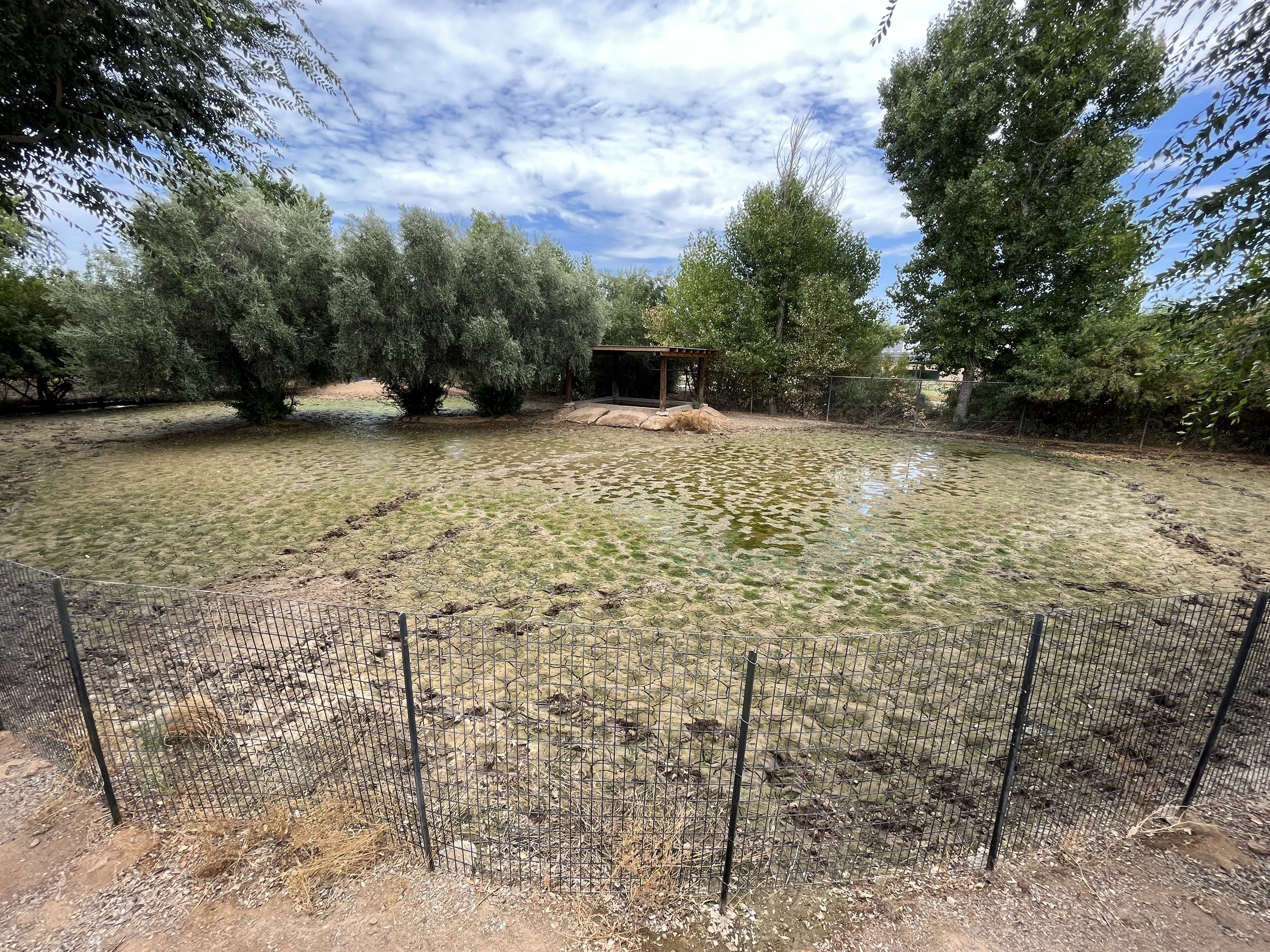 South American Tapir Exhibit #2