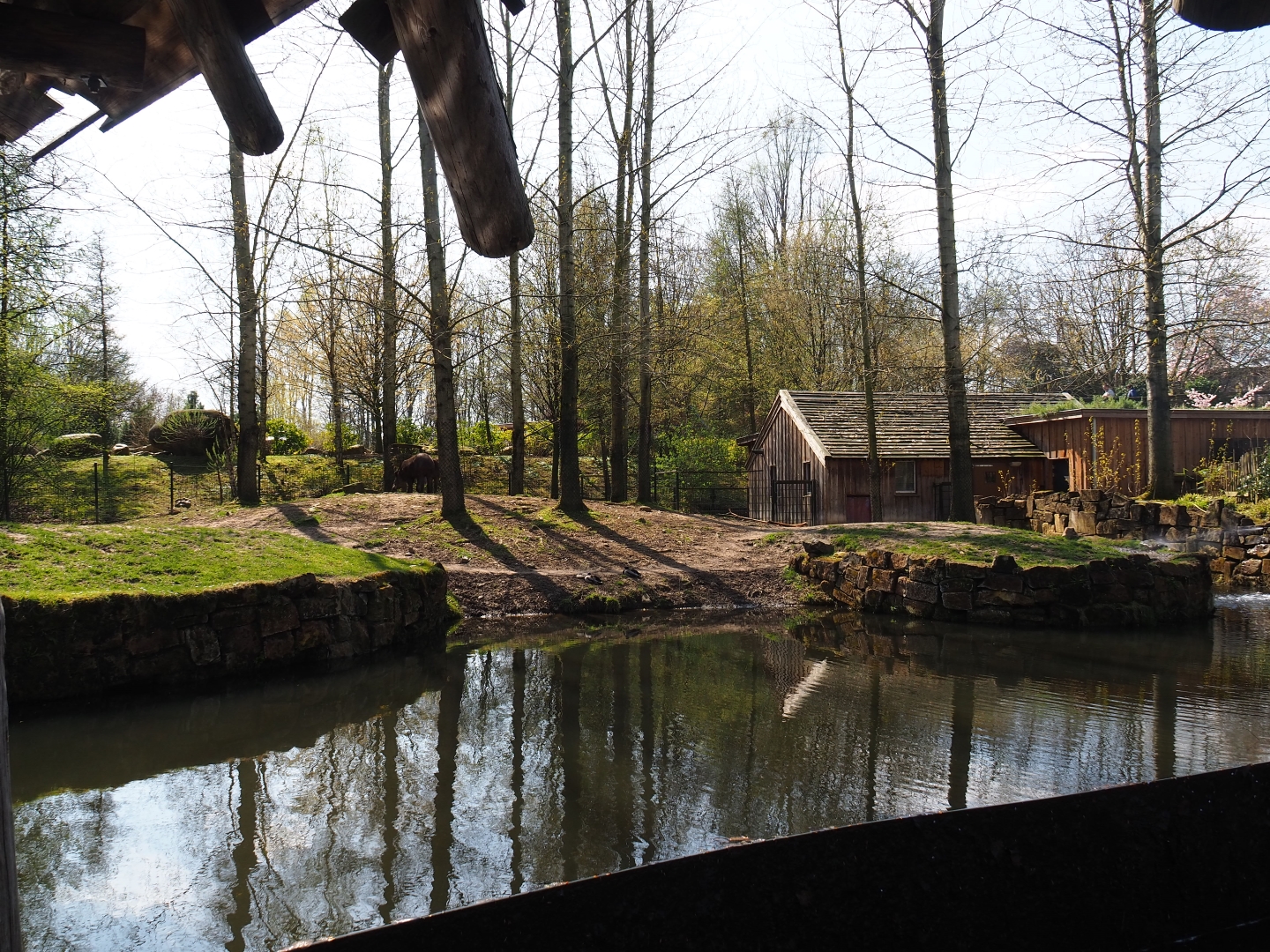 South American tapir exhibit, 2019-03-30