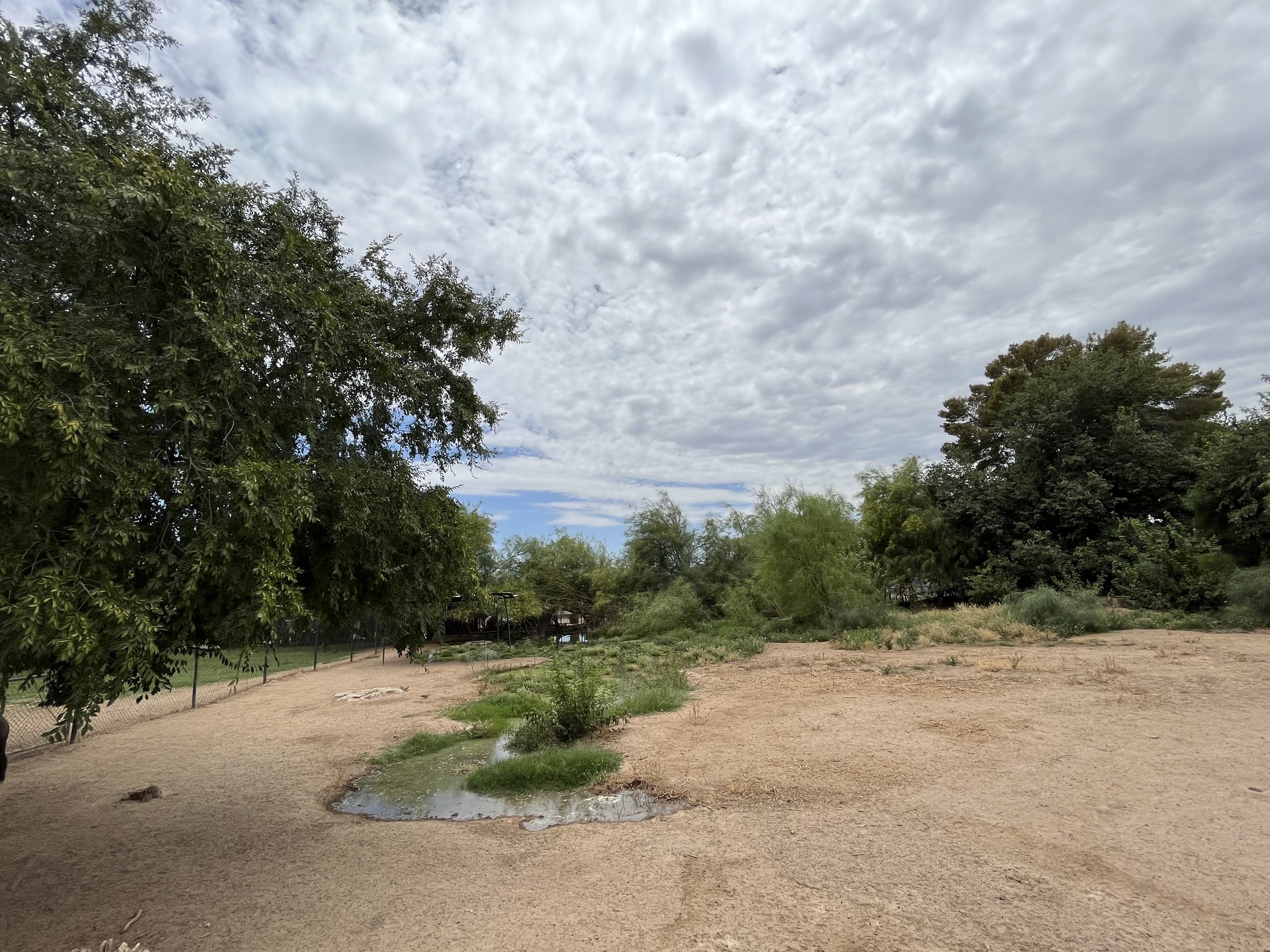 South American Tapir Exhibit #3
