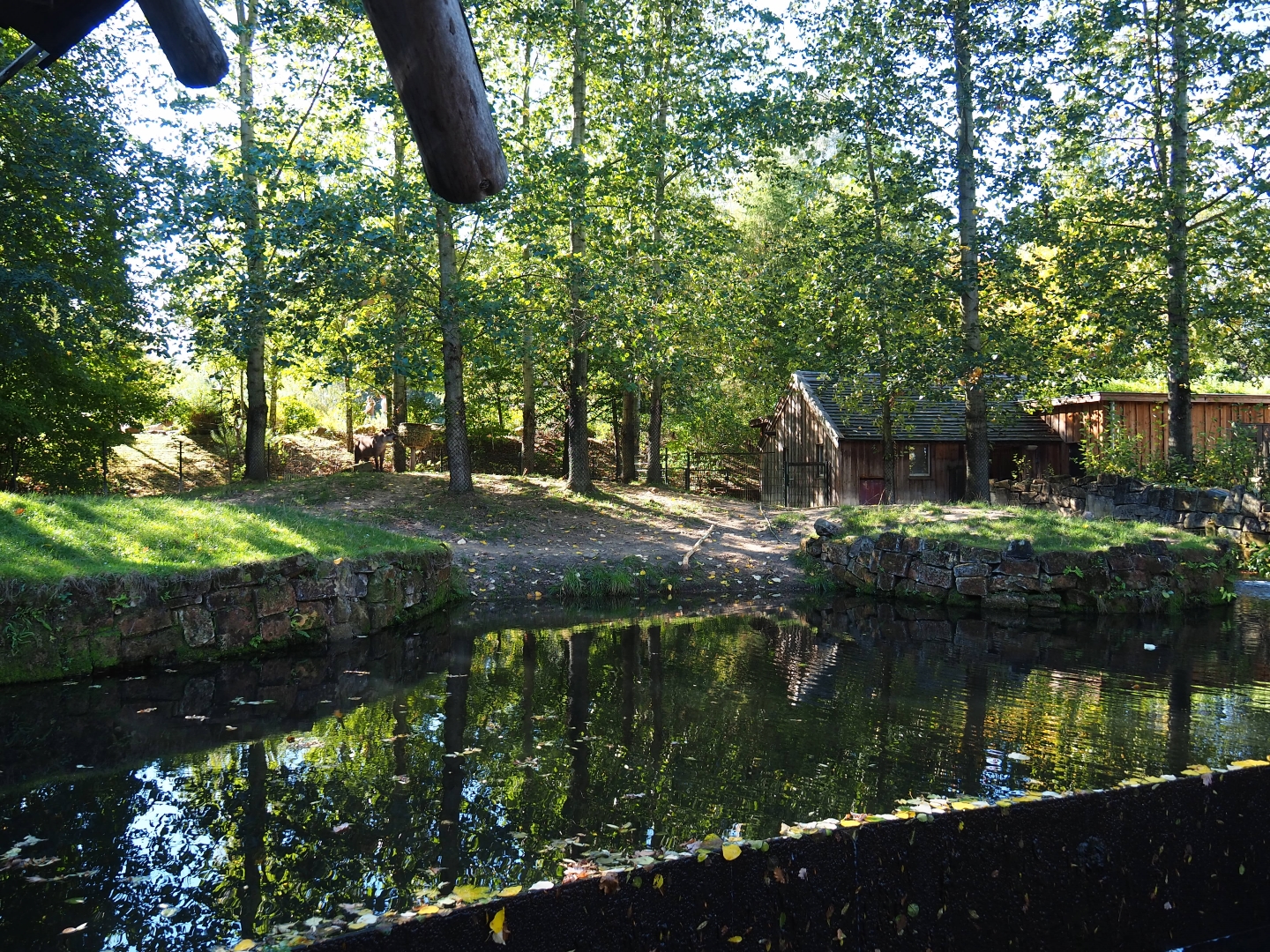 South American tapir exhibit (Oct 13th, 2018)