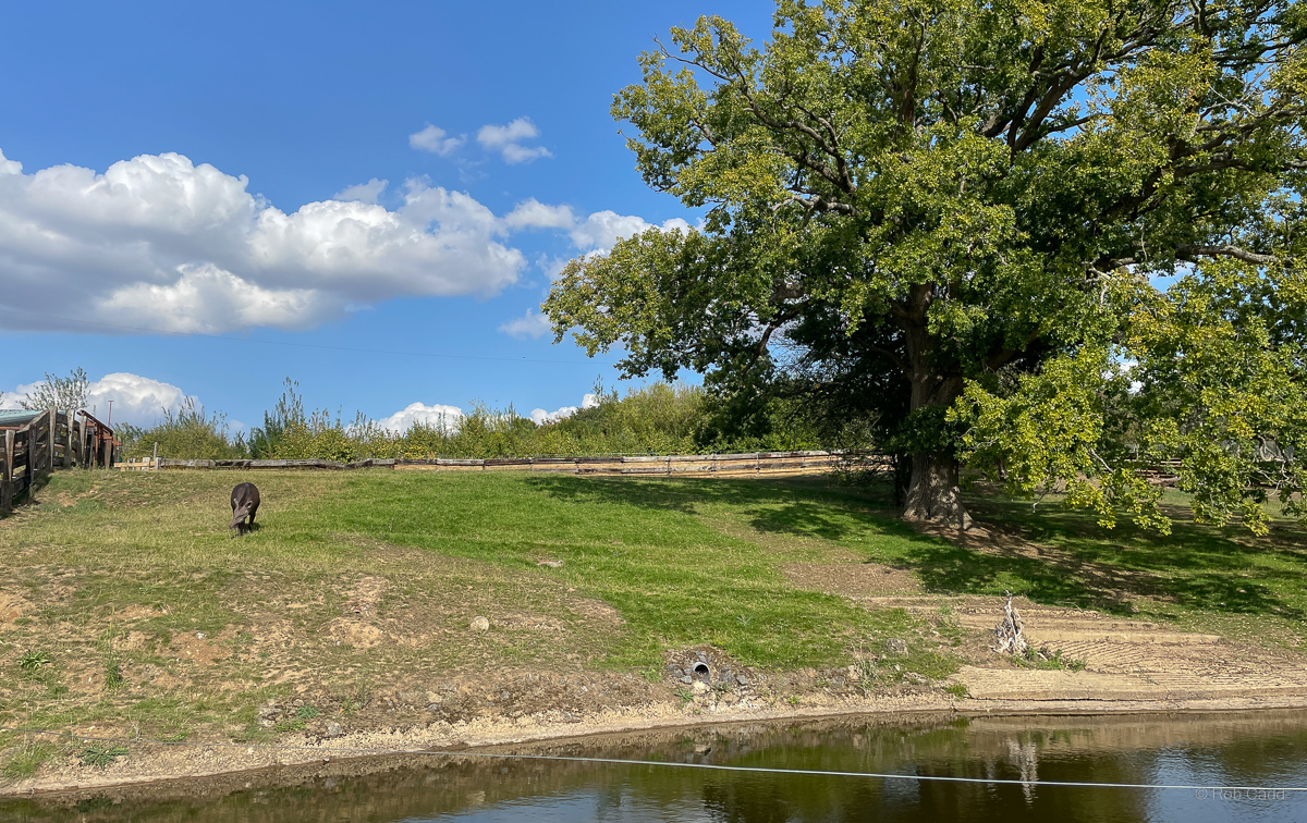 South American tapir (exhibit) : Whipsnade : 15 Aug 2025