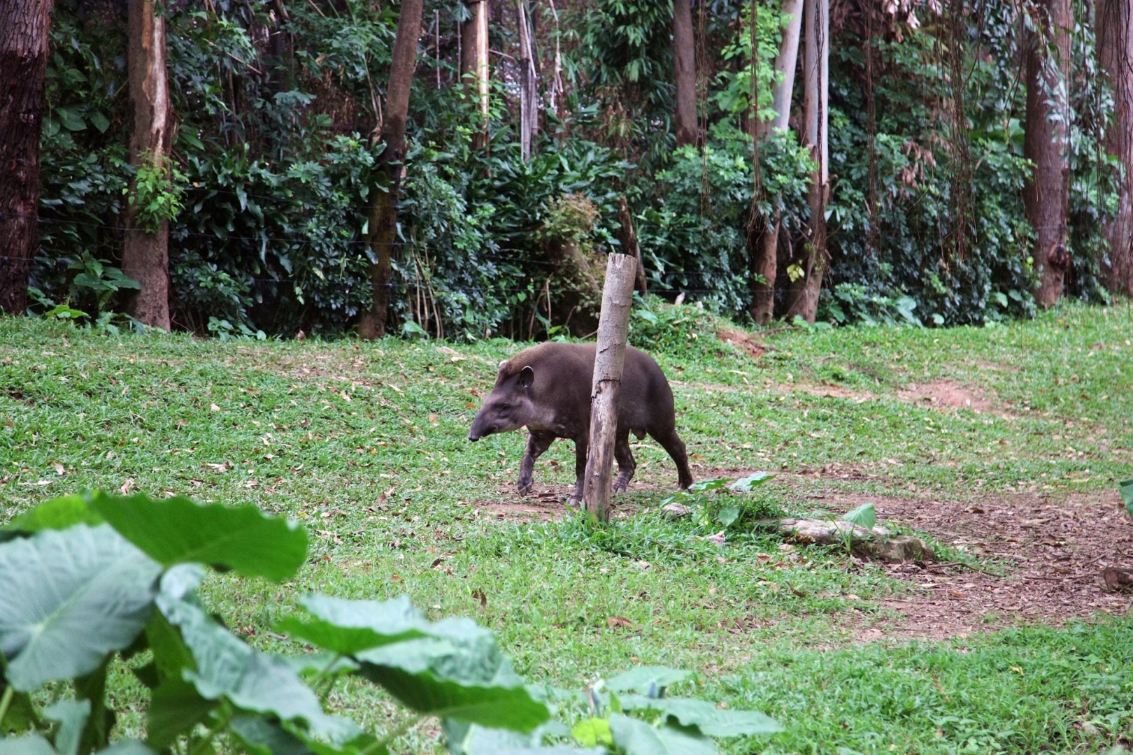 South American tapir exhibit
