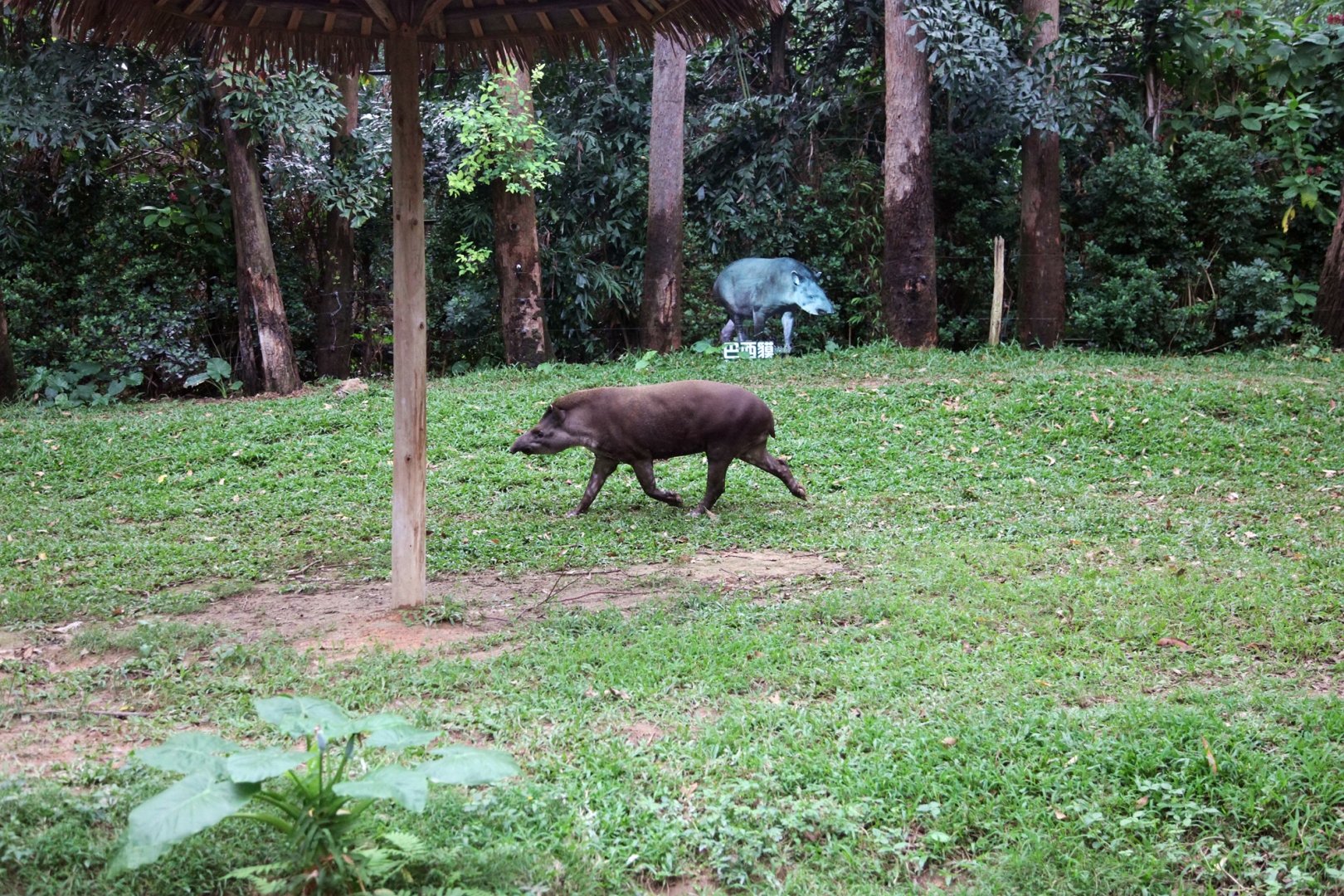 South American tapir exhibit