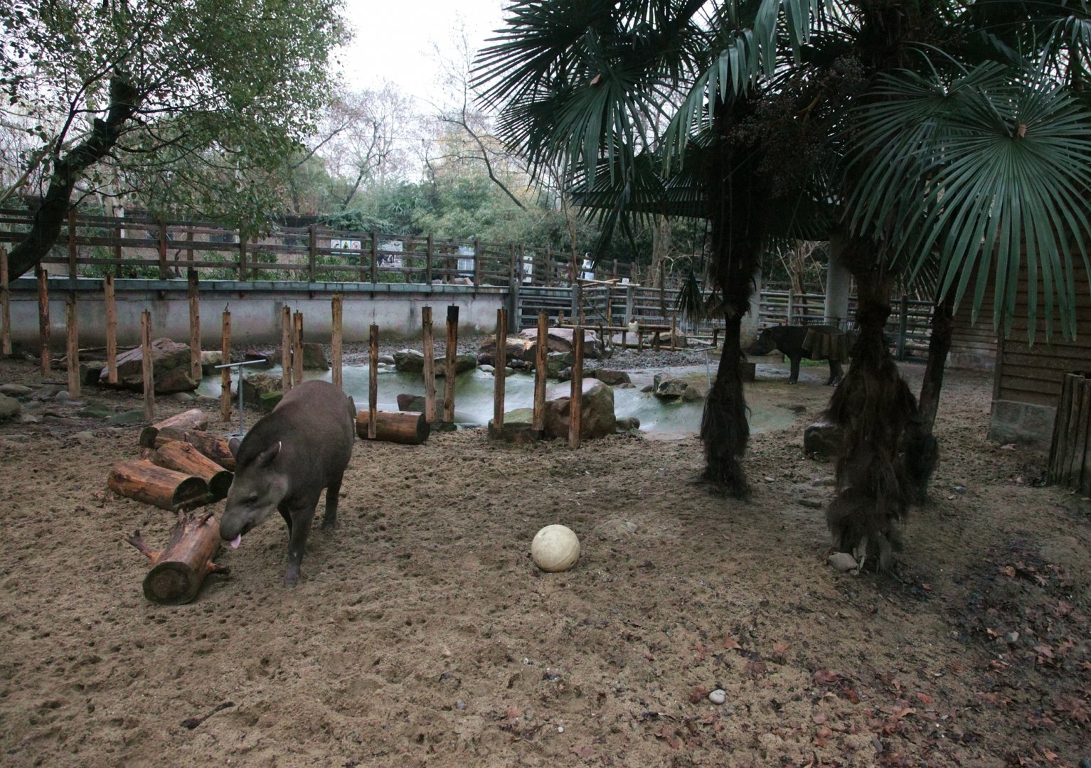 South American tapir exhibit