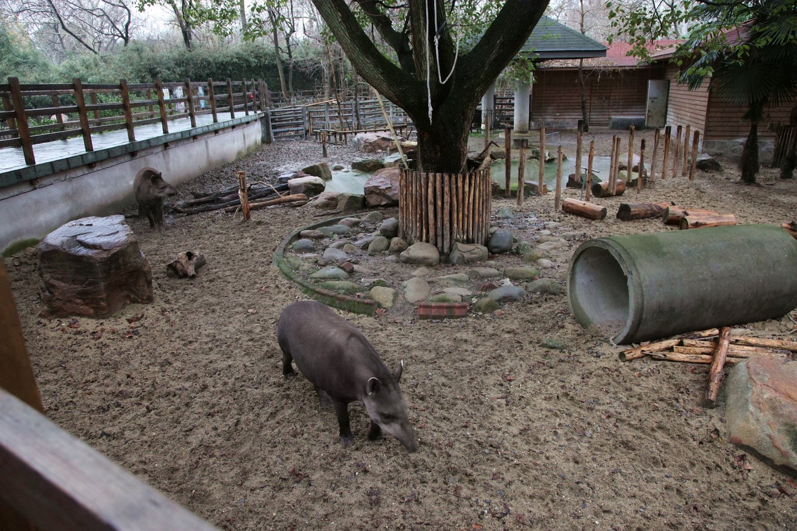 South American tapir exhibit