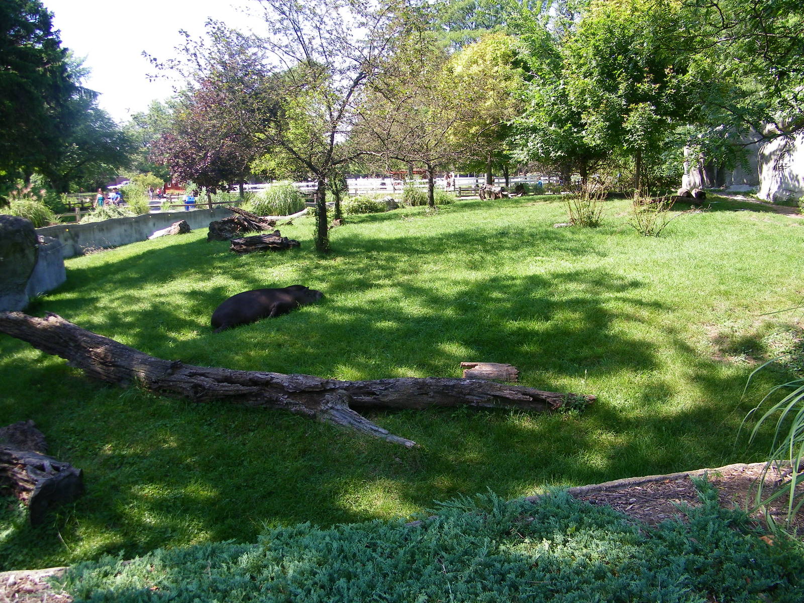 South American Tapir Exhibit
