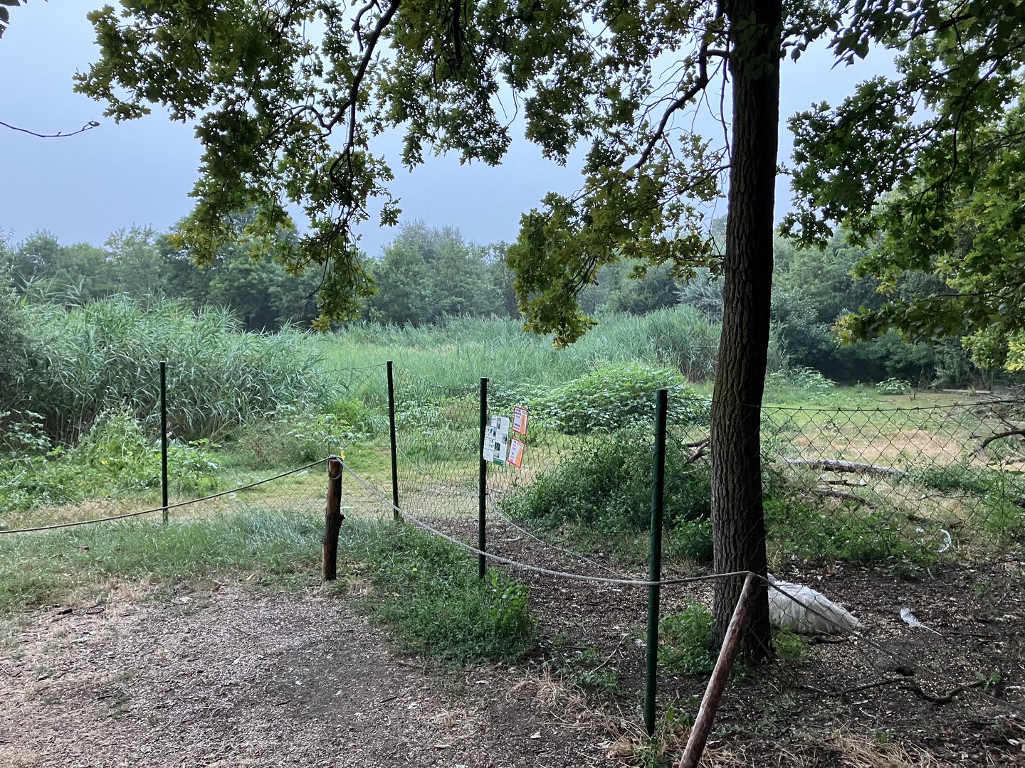 South American tapir exhibit