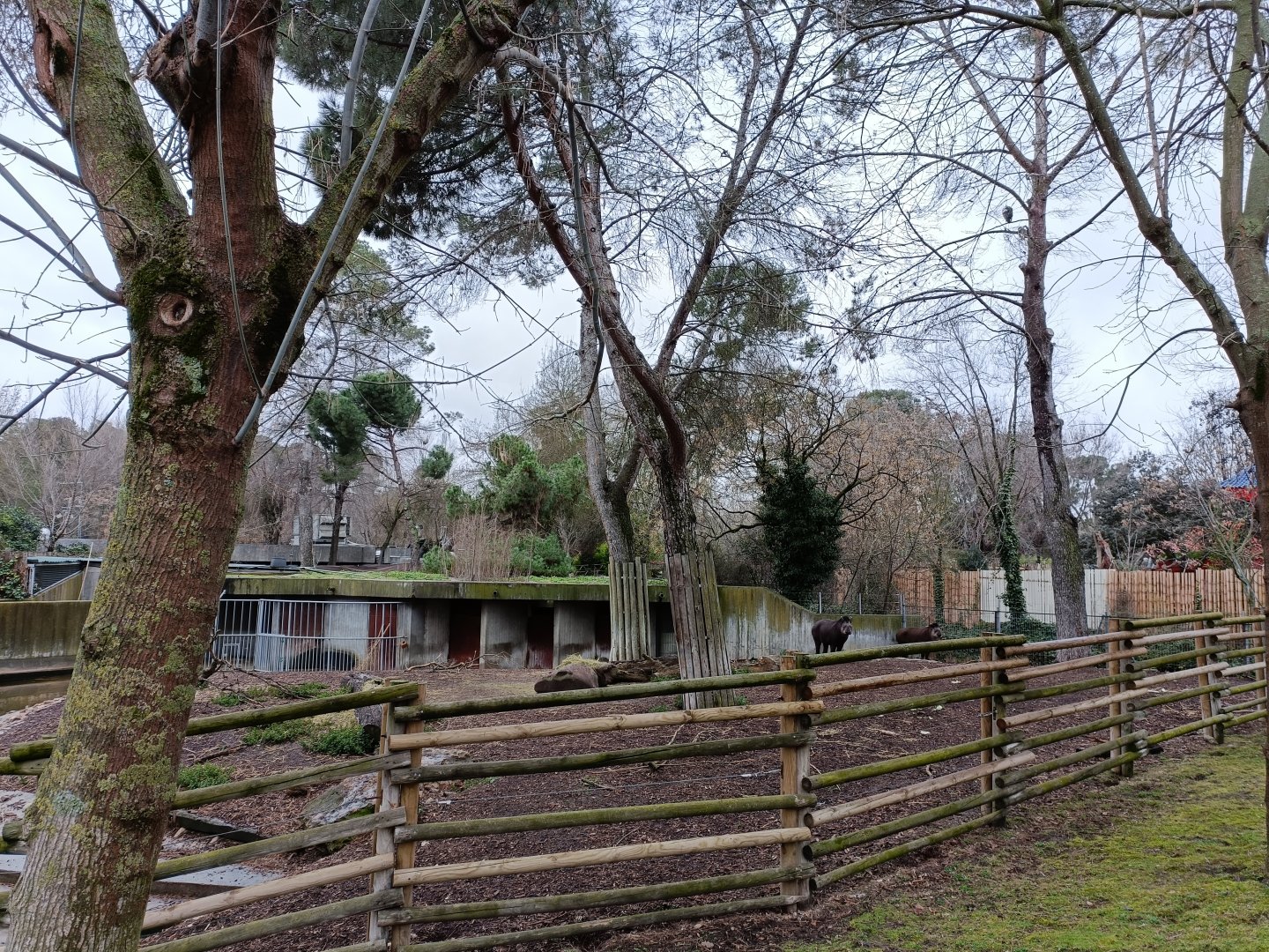 South American tapir exhibit