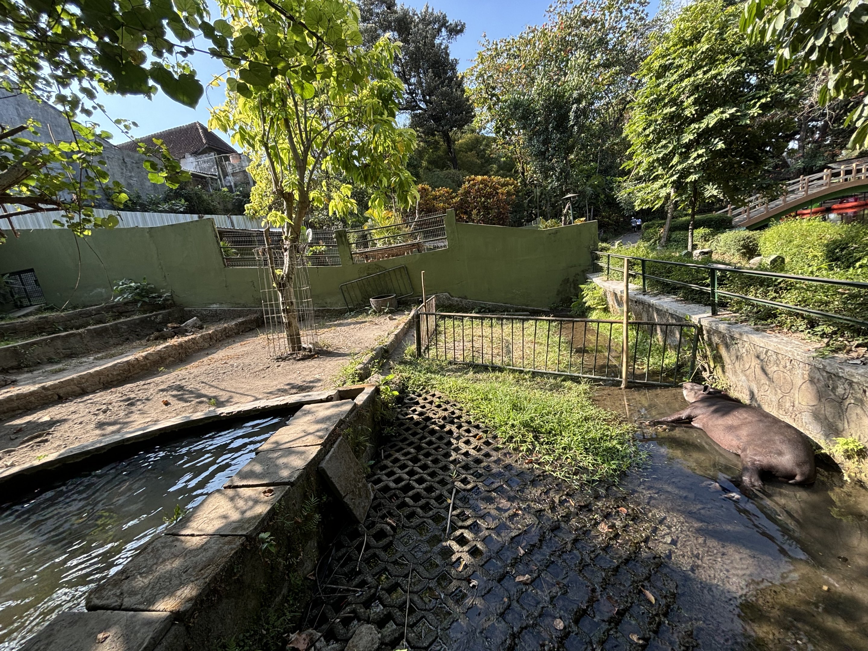 South American Tapir Exhibit