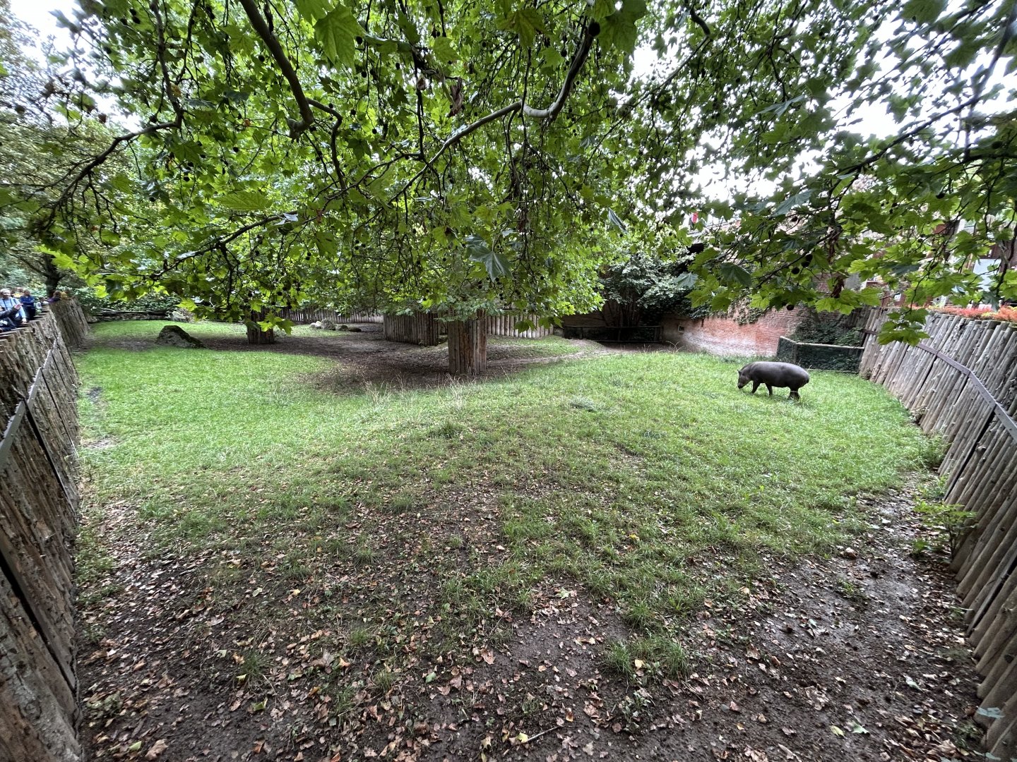 South American Tapir Exhibit