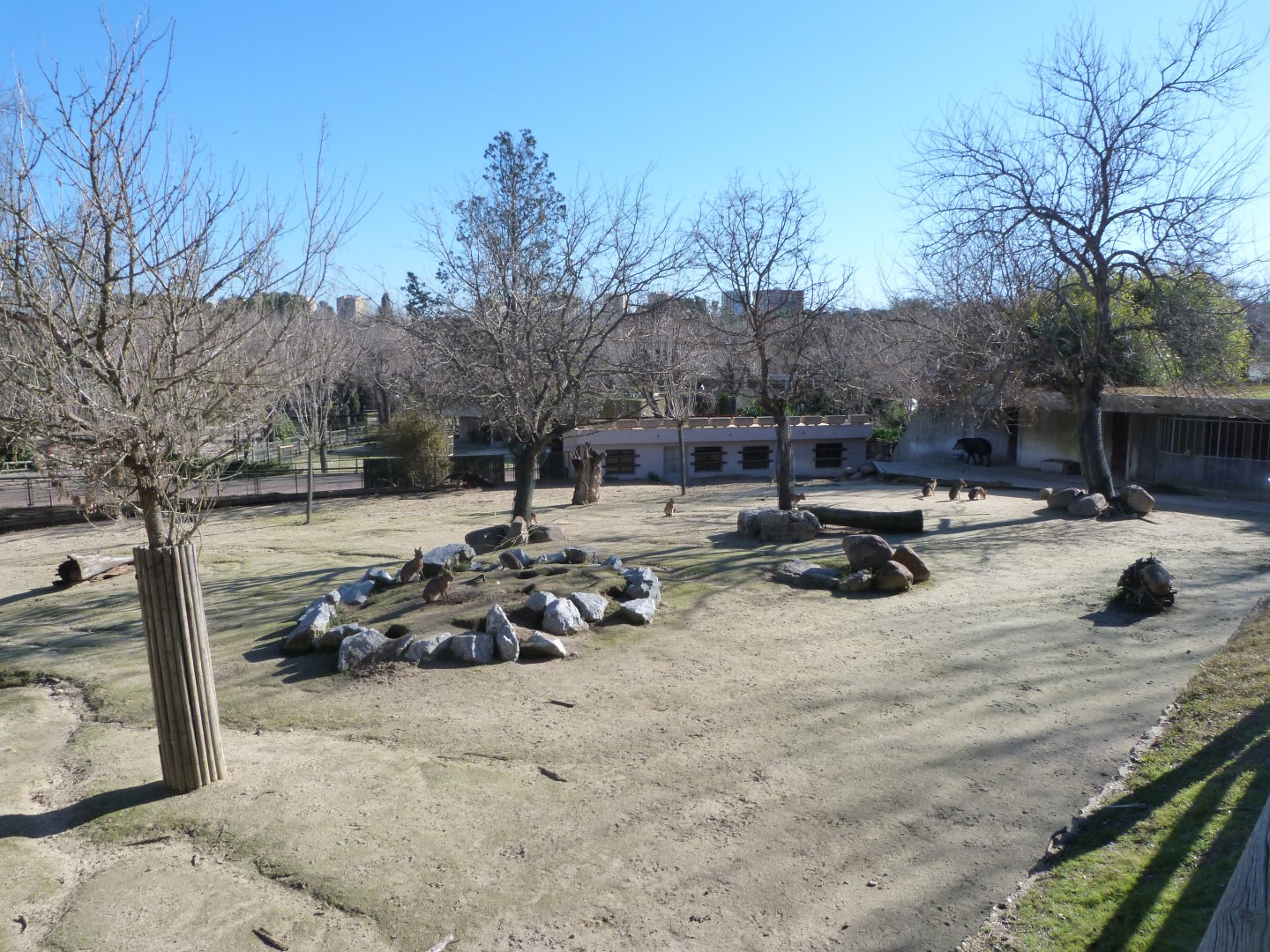 South American tapir, Giant anteater and Patagonian mara exhibit -Zoo Aquarium de Madrid (2025)