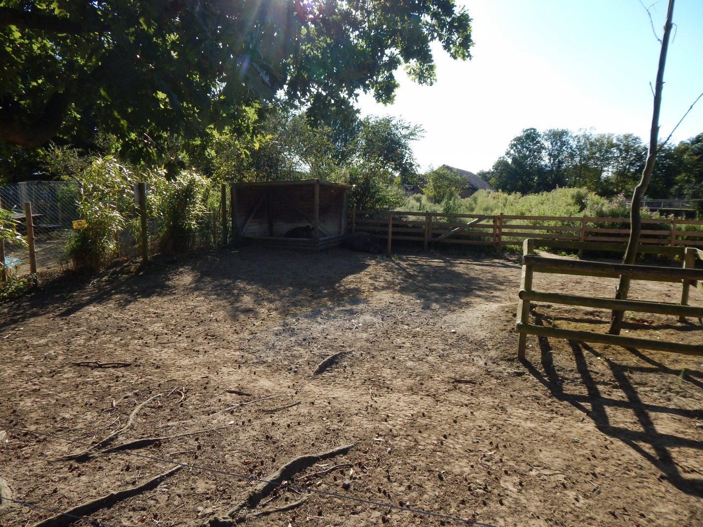 South American tapir habitat 030964