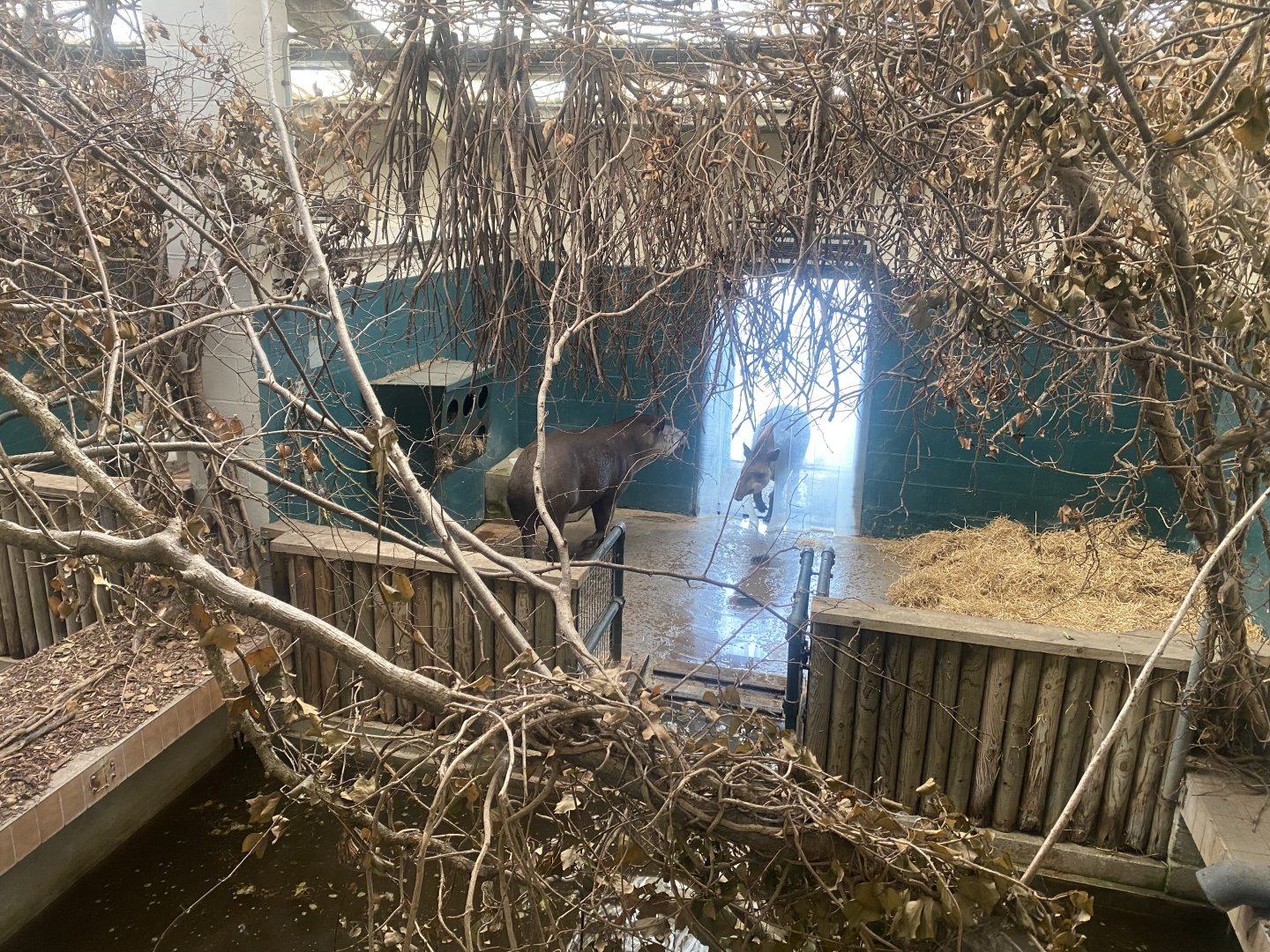 South American tapir indoors 040822