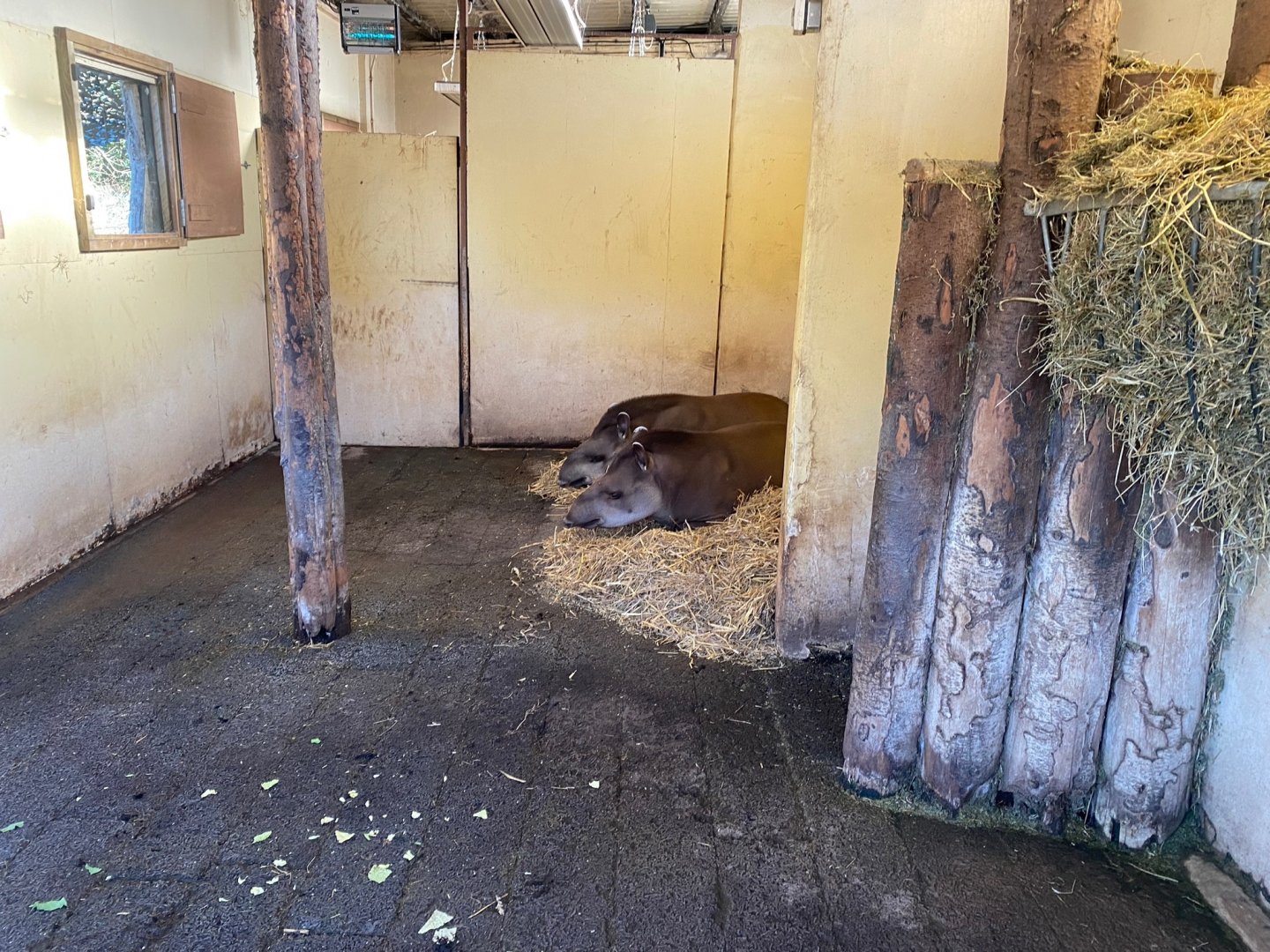 South American tapir indoors 241123