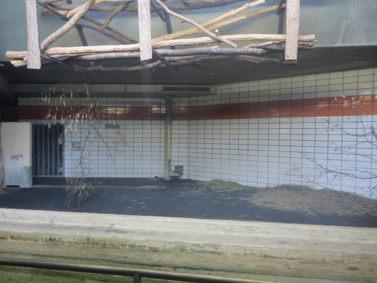 South-American tapir indoors
