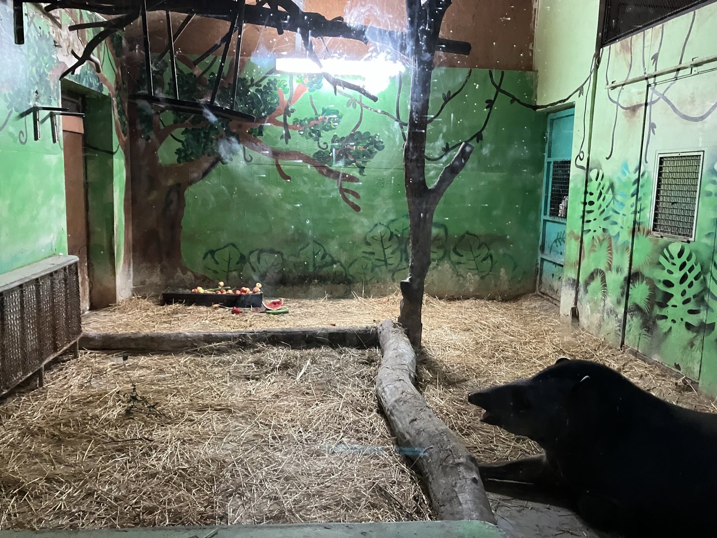 South American tapir indoors