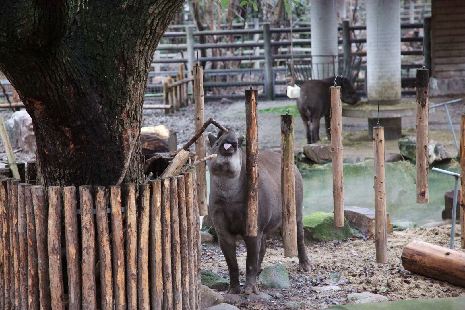 South American tapir licking its lip after chewing the twig