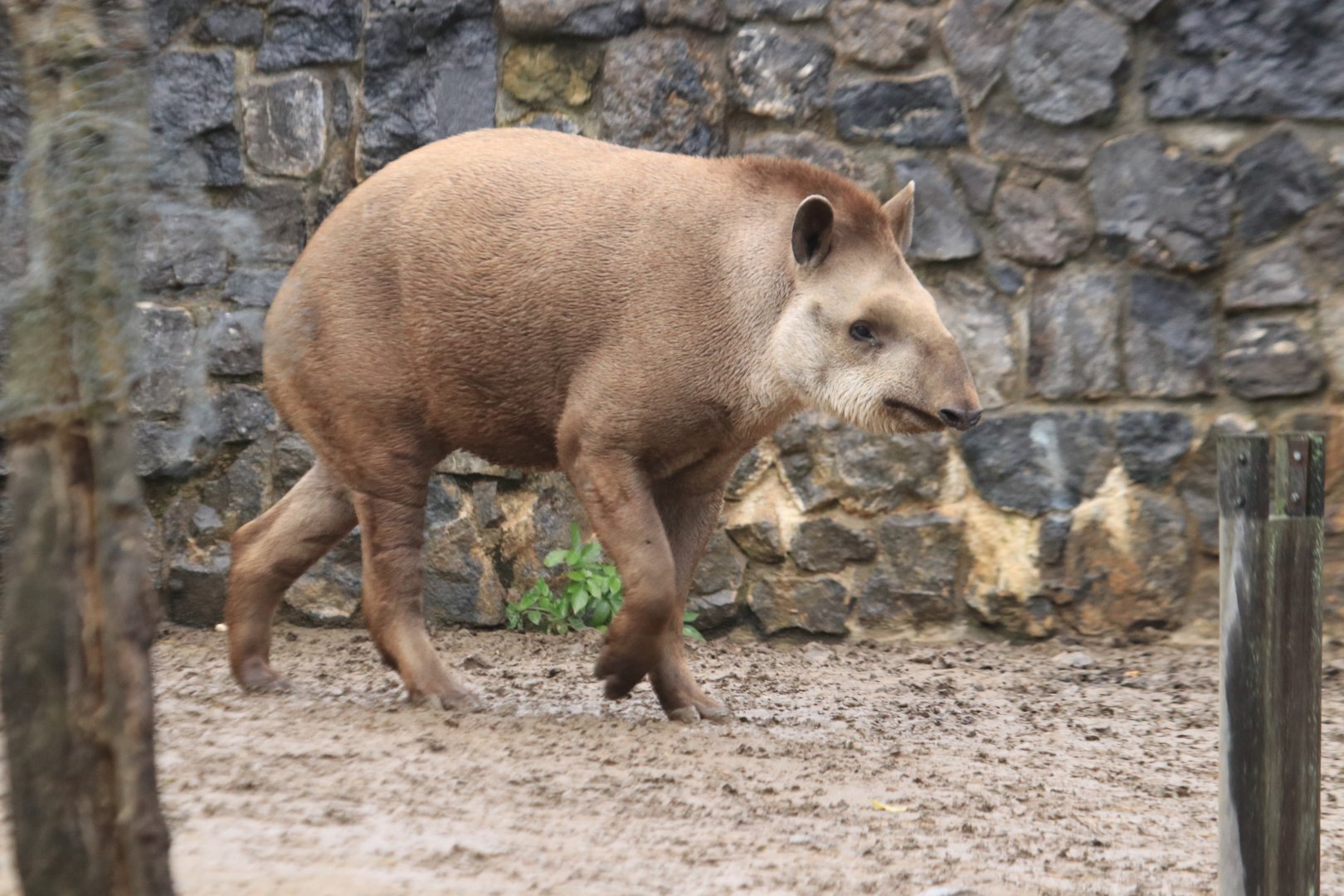 South American tapir (November 2019)