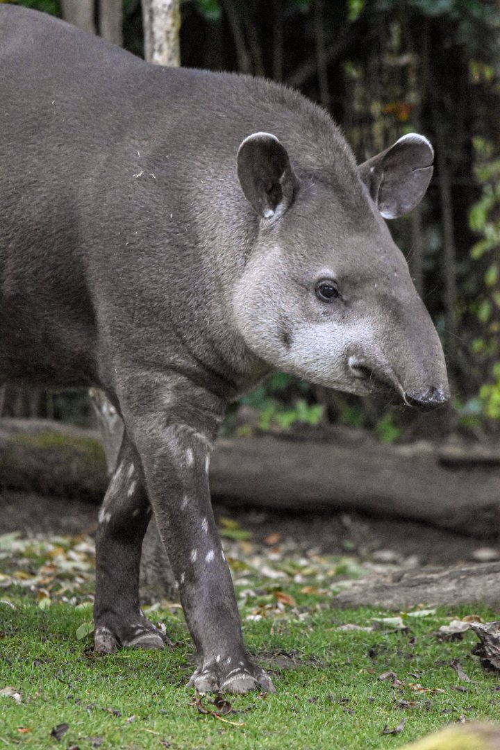 South American tapir (October 2020)
