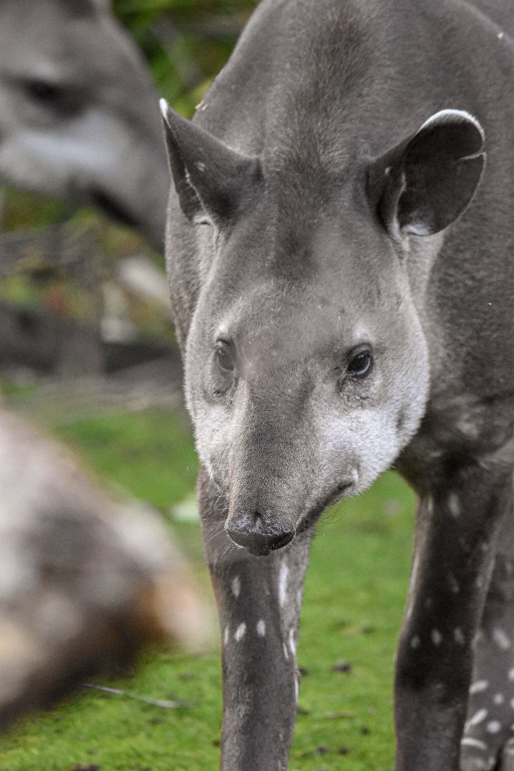 South American tapir (October 2020)