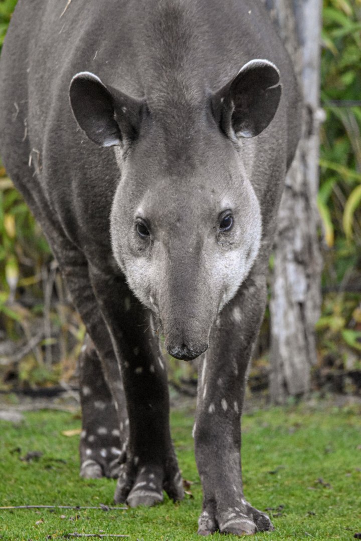 South American tapir (October 2020)