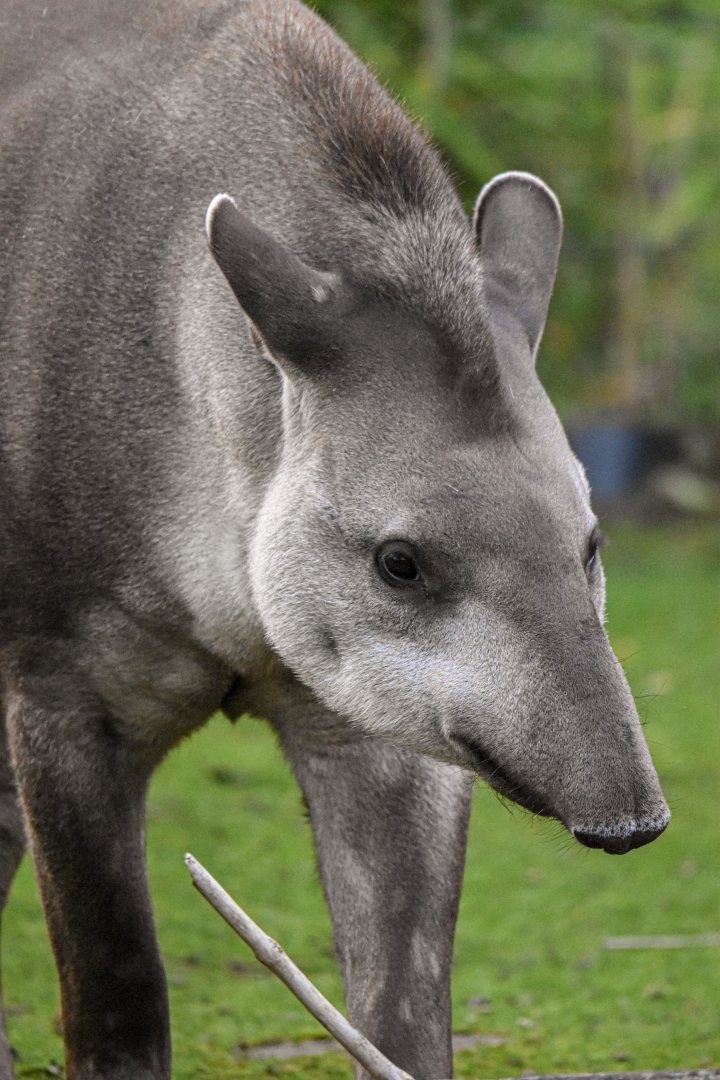 South American tapir (October 2020)