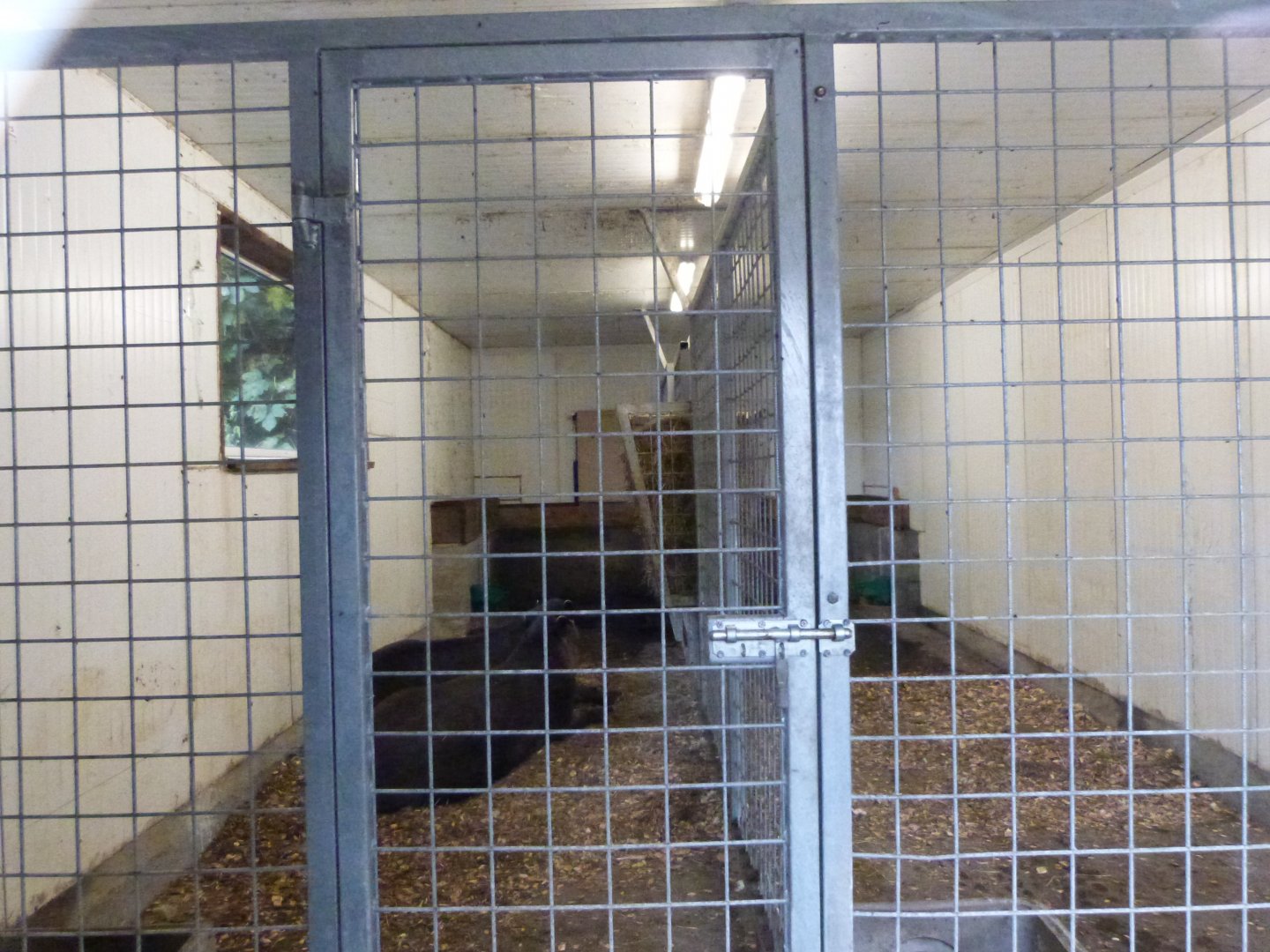 South american tapir - Parc animalier de Bouillon