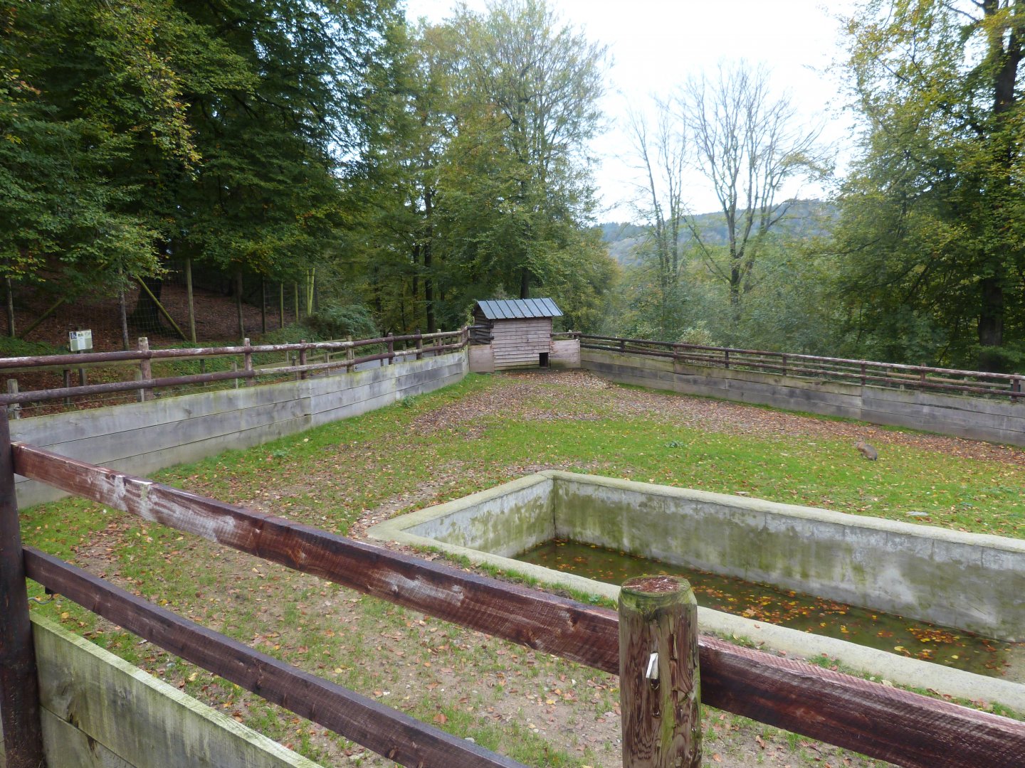 South american tapir - Parc animalier de Bouillon