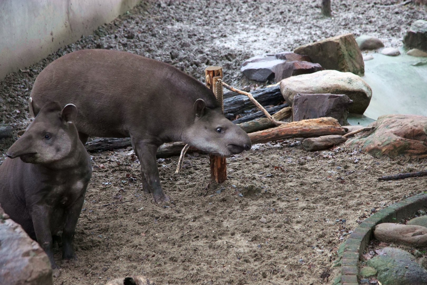 South American tapir rubbing against the wooden pile and the brush on it
