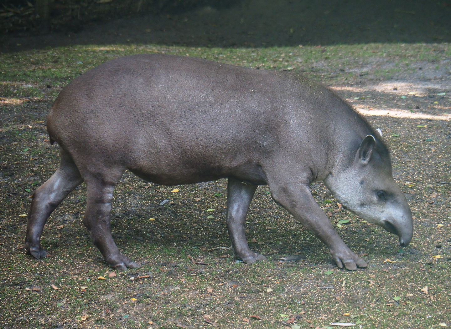 South American tapir (Tapirus terrestris), 2019-08-11