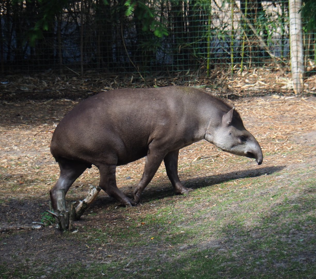 South American tapir (Tapirus terrestris), 2019-08-11