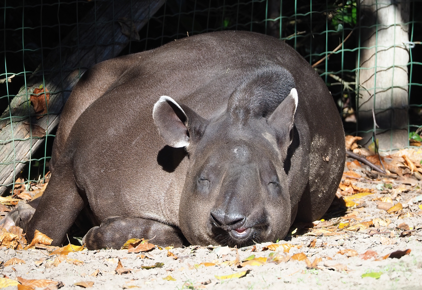 South American tapir (Tapirus terrestris), 2022-10-09