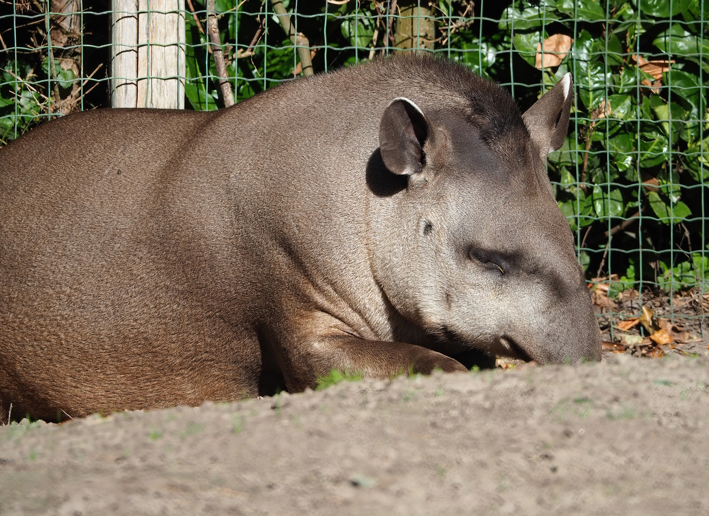 South American tapir (Tapirus terrestris), 2022-10-09
