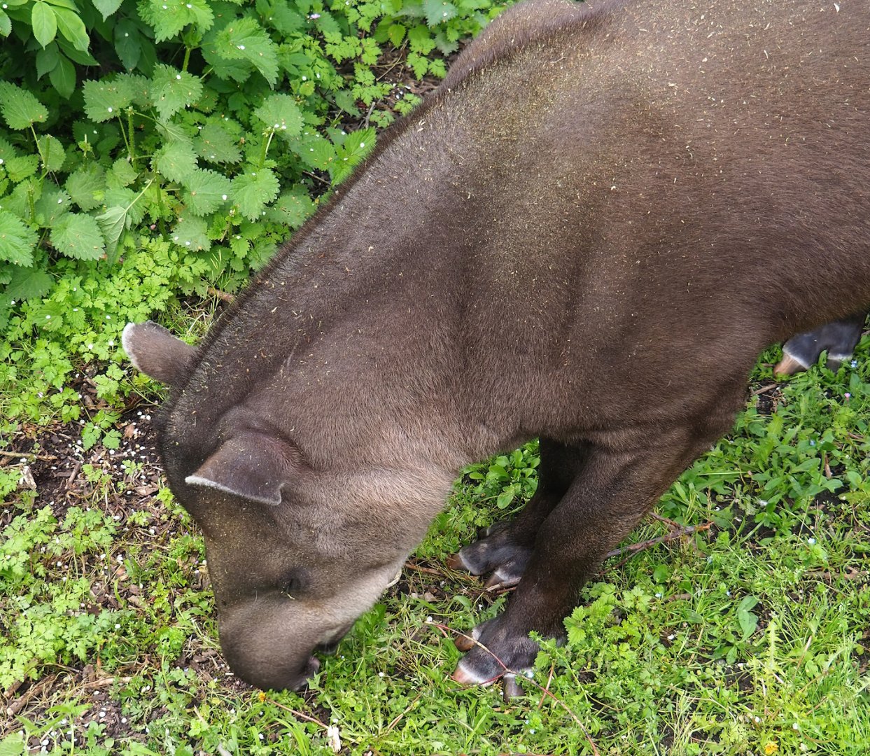 South American tapir (Tapirus terrestris), 2023-05-16