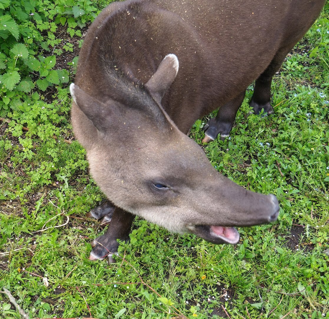 South American tapir (Tapirus terrestris), 2023-05-16